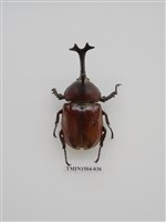 藏品(獨角仙)的圖片